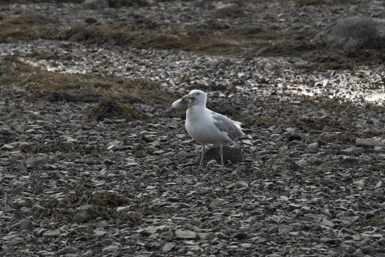 A gull stands on a rocky shore with a quahog in its beak